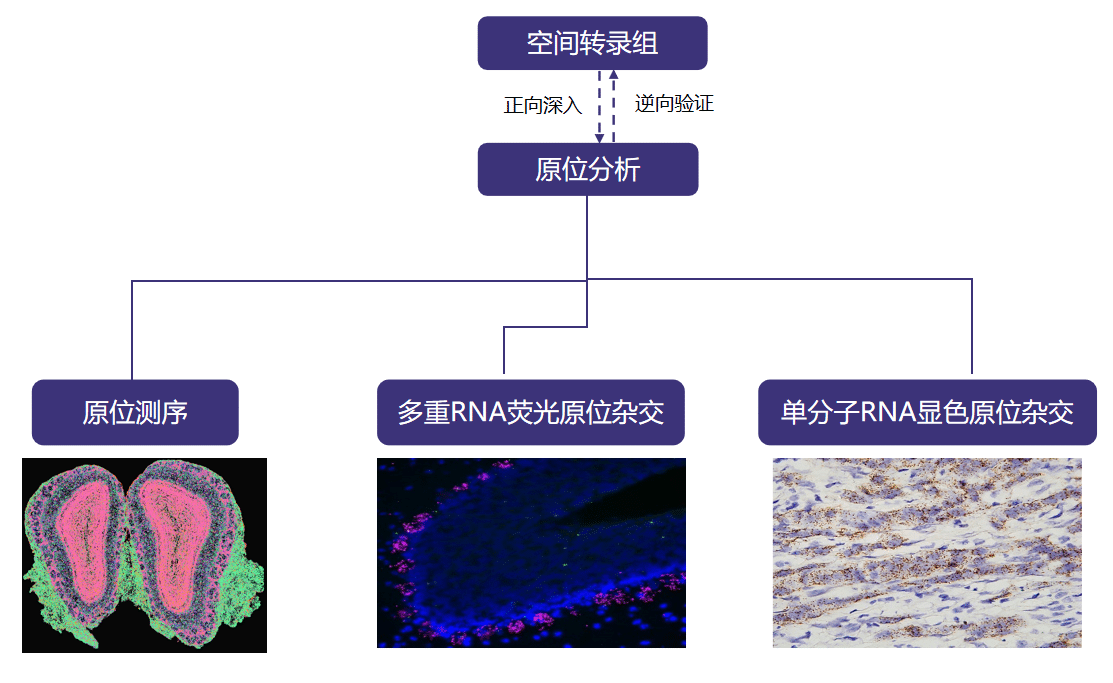 1649752840862089491.png 10-1 (1).png