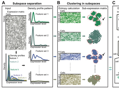 德运康瑞展示强大生信分析能力，核心期刊发表创新性单细胞转录组分群新算法（ENCORE）！