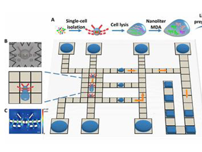 德运康瑞成功开发一体化、全自动的高性能单细胞全基因组测序技术